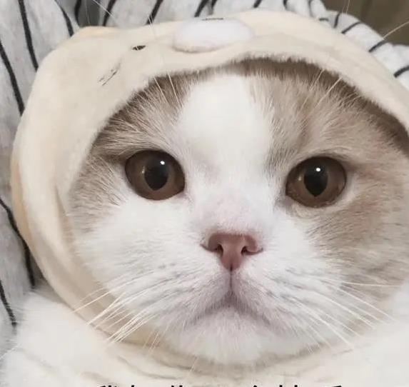 配资论坛推荐网 钱再多也别养这4种猫，个个难伺候，你敢试吗？